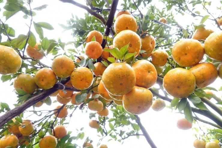 Quýt hồng trĩu quả, đặc sản trứ danh của Đồng Tháp vào mùa đẹp nhất trong năm.