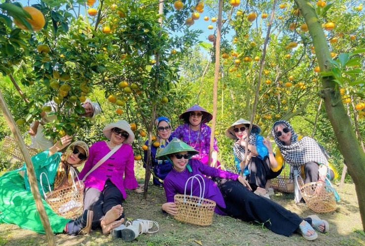 Vườn quýt hồng Lai Vung vào mùa chín rộ, thu hút đông đảo du khách.