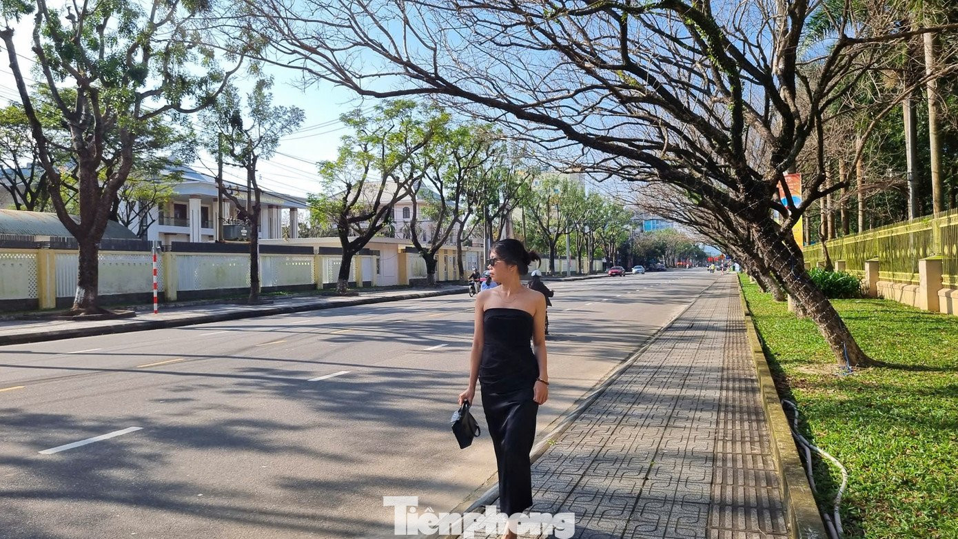 Thời tiết nắng ấm, hình ảnh hàng sưa già vào mùa thay lá, trơ cành, ngả ra phía đường.