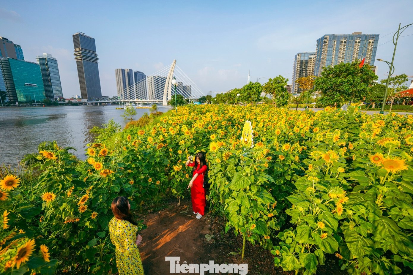 Hàng ngàn bông hoa vàng rực đồng loạt hướng về phía Mặt trời, tạo nên không gian sinh động.