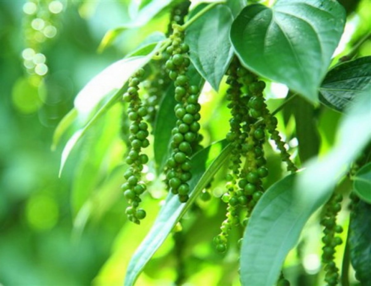 Giá tiêu hôm nay 5/1 Xu hướng phân hóa