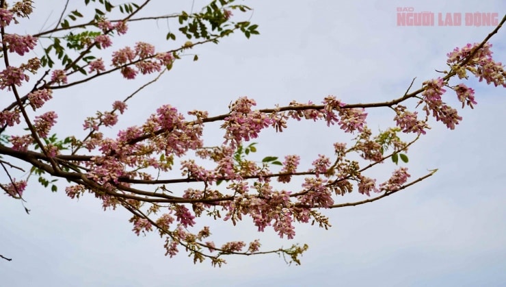 Cận cảnh những chùm hoa đỗ mai nở rực rỡ khi cây đã rụng hết lá