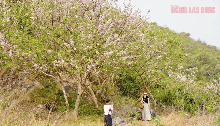 Hoa đỗ mai nở rộ tại Vũng Tàu thu hút du khách tham quan chụp ảnh