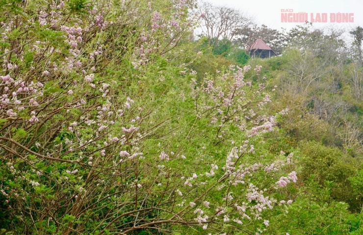 Cận cảnh hoa đỗ mai nở rộ tại khu vực đường núi Vũng Tàu