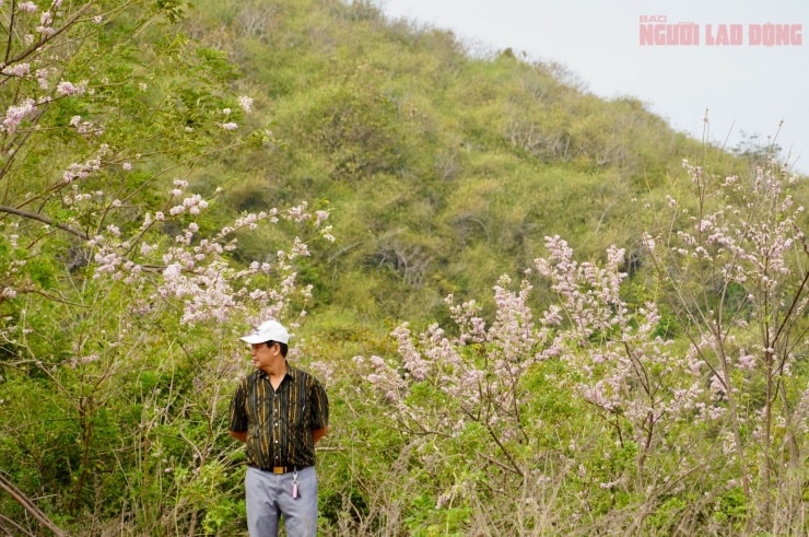 Cảnh quan đô thị Vũng Tàu trở nên rạng rỡ hơn nhờ sắc hoa đỗ mai
