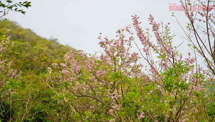 Du khách dừng chân ngắm hoa và chụp ảnh bên đường ven biển