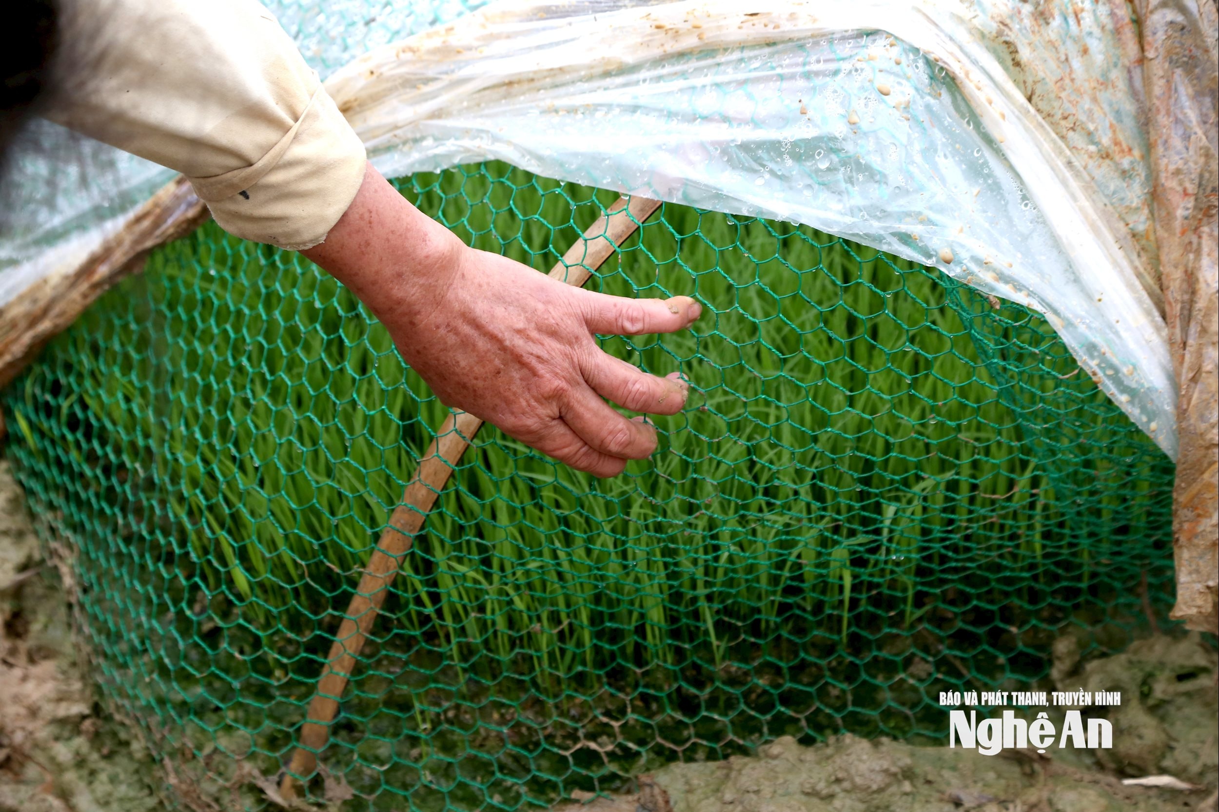 Để đảm bảo tuyệt đối chuột xâm nhập phá hại mạ non, nhiều gia đình ở xã Hợp Minh còn sử dụng lưới mắt cáo phủ bên trong, sau đó mới phủ ni lông bên ngoài. Ông Phạm Quang Sáng - Phó Chủ tịch UBND xã Hợp Minh cho biết, vụ Xuân này địa phương gieo cấy gần 2.000 ha lúa, thực hiện sự chỉ đạo của chính quyền địa phương 100% diện tích mạ được phủ ni lông. Ảnh: Xuân Hoàng