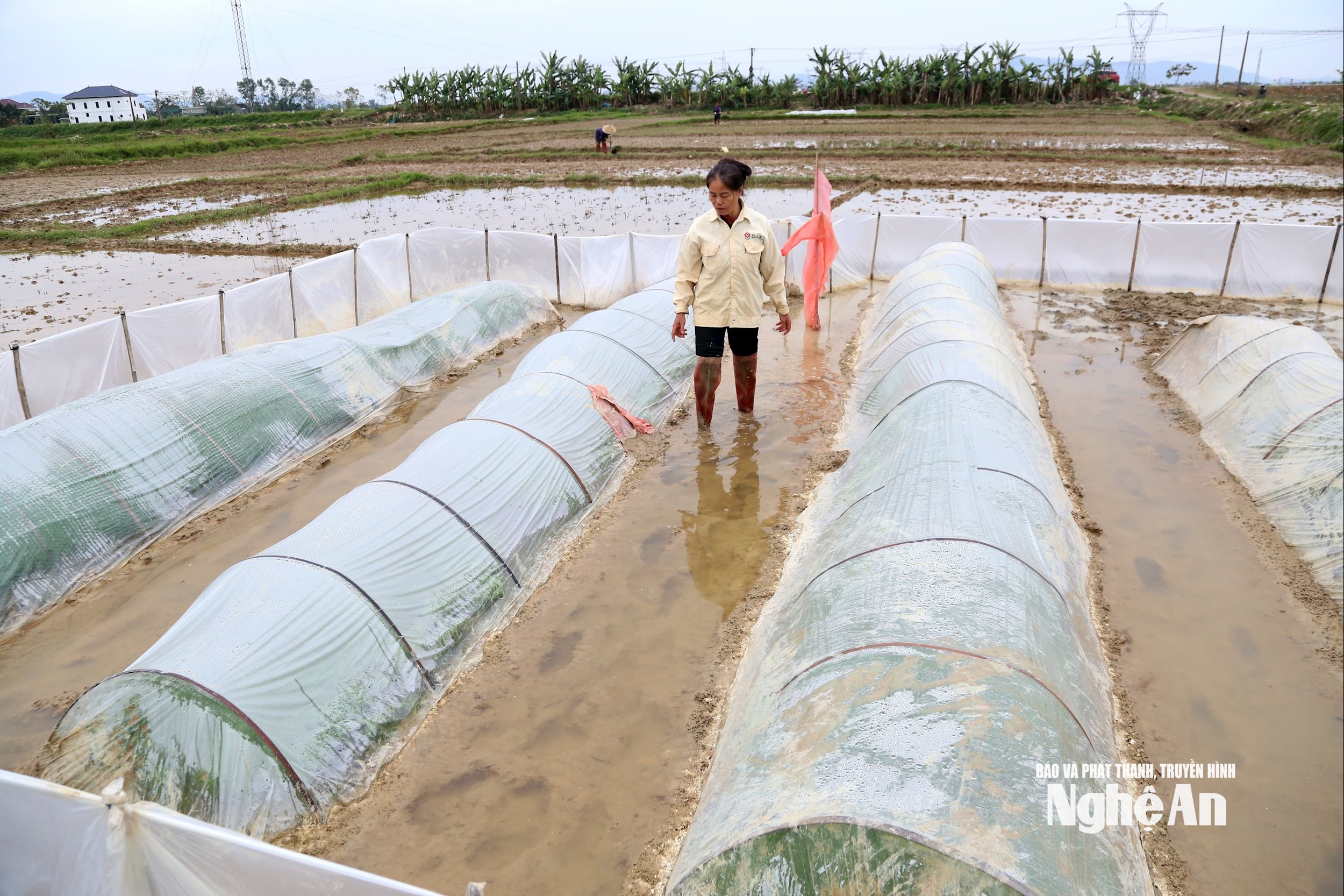 Chuẩn bị gieo cấy vụ Xuân, nông dân các địa phương tích cực chăm sóc mạ non. Ngoài phủ ni lông giữ ấm, một số hộ còn rắc vôi bột quanh luống mạ, hạn chế chuột xâm nhập. Ảnh: Nông dân xã Hợp Minh (huyện Yên Thành cũ) kiểm tra ruộng mạ. Ảnh: Xuân Hoàng