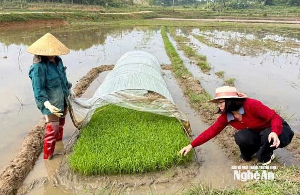 Vụ Xuân này, Nghệ An phấn đấu gieo cấy 90.500 ha. Trong đó, lúa lai 44.600 ha, lúa thuần 45.900 ha. Ngành nông nghiệp đã khuyến cáo người dân thực hiện các giải pháp chống rét cho mạ, trong đó biện pháp cơ bản là phủ ni lông. Ảnh: Cẩm Tú