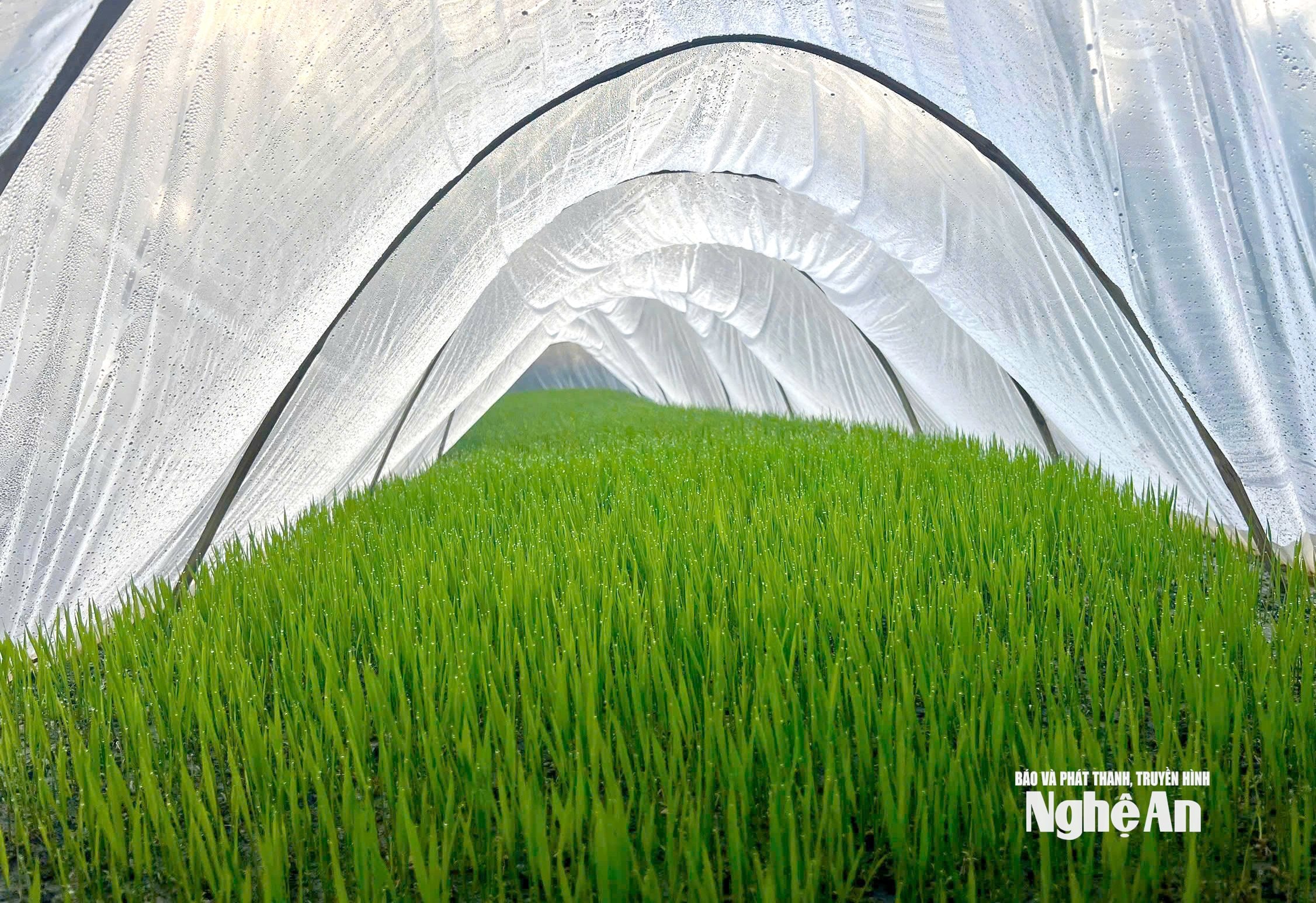 Xã Tân An vụ Xuân tới sẽ gieo cấy 850 ha lúa. Trước đó, chính quyền địa phương đã tuyên truyền, vận động bà con gieo mạ phủ ni lông để đảm bảo cho mạ phát triển trong điều kiện thời tiết rét đậm. Ảnh: Cẩm Tú