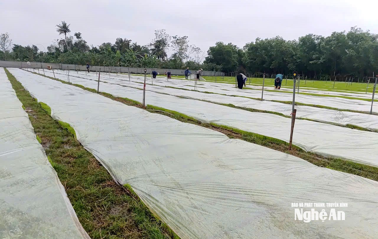 Mạ khay sau khi tưới đủ nước, được phủ kín ni lông để giữ â. Ảnh: Xuân Hoàng