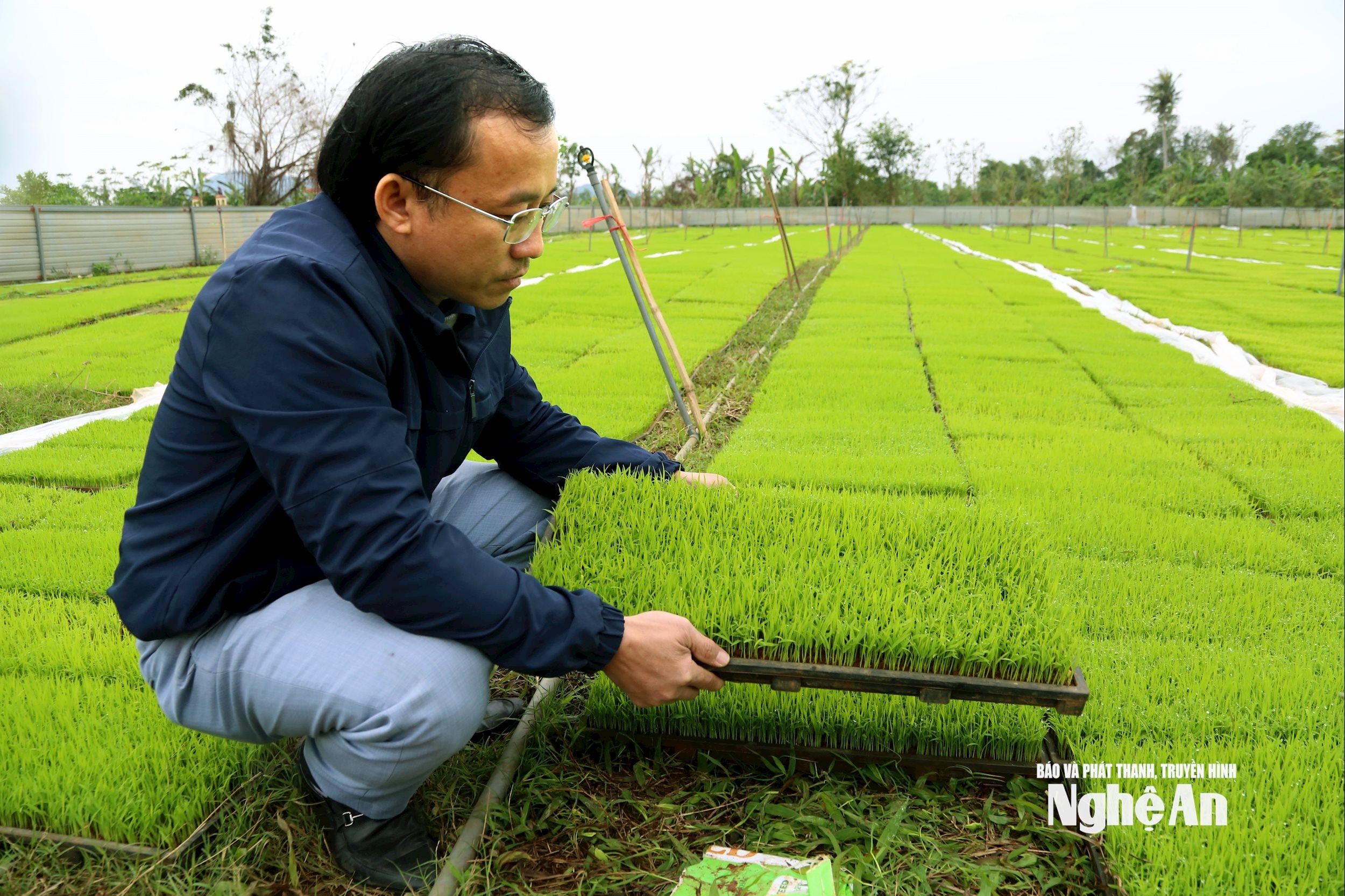 Ông Nguyễn Phúc Hưng - Giám đốc HTX Nông nghiệp và PTNT Văn Thành cho biết, gieo mạ trong giá thể (khay nhựa) cần phải áp dụng đúng kỹ thuật thì cây mạ mới đảm bảo yêu cầu. Ảnh: Xuân Hoàng