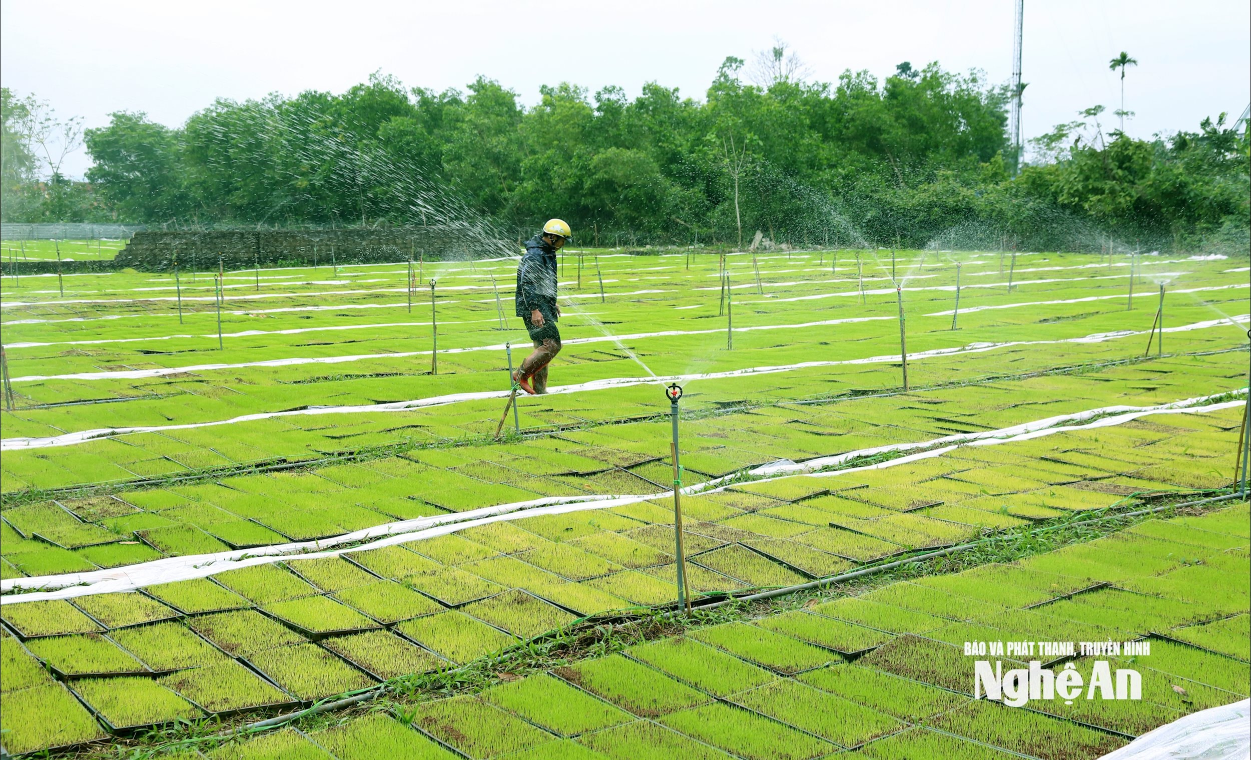 Với HTX Nông nghiệp và PTNT Văn Thành, vụ Xuân này có kế hoạch cấy 300ha bằng mạ khay cho nhiều địa phương, nên dịp này đơn vị tích cực chăm sóc mạ chu đáo. Những ngày nhiệt độ xuống thấp, vào buổi trưa mở ni lông để tưới đủ nước vào giá thể, buổi chiều phủ ni lông lại để chống rét cho mạ. Ảnh: Xuân Hoàng