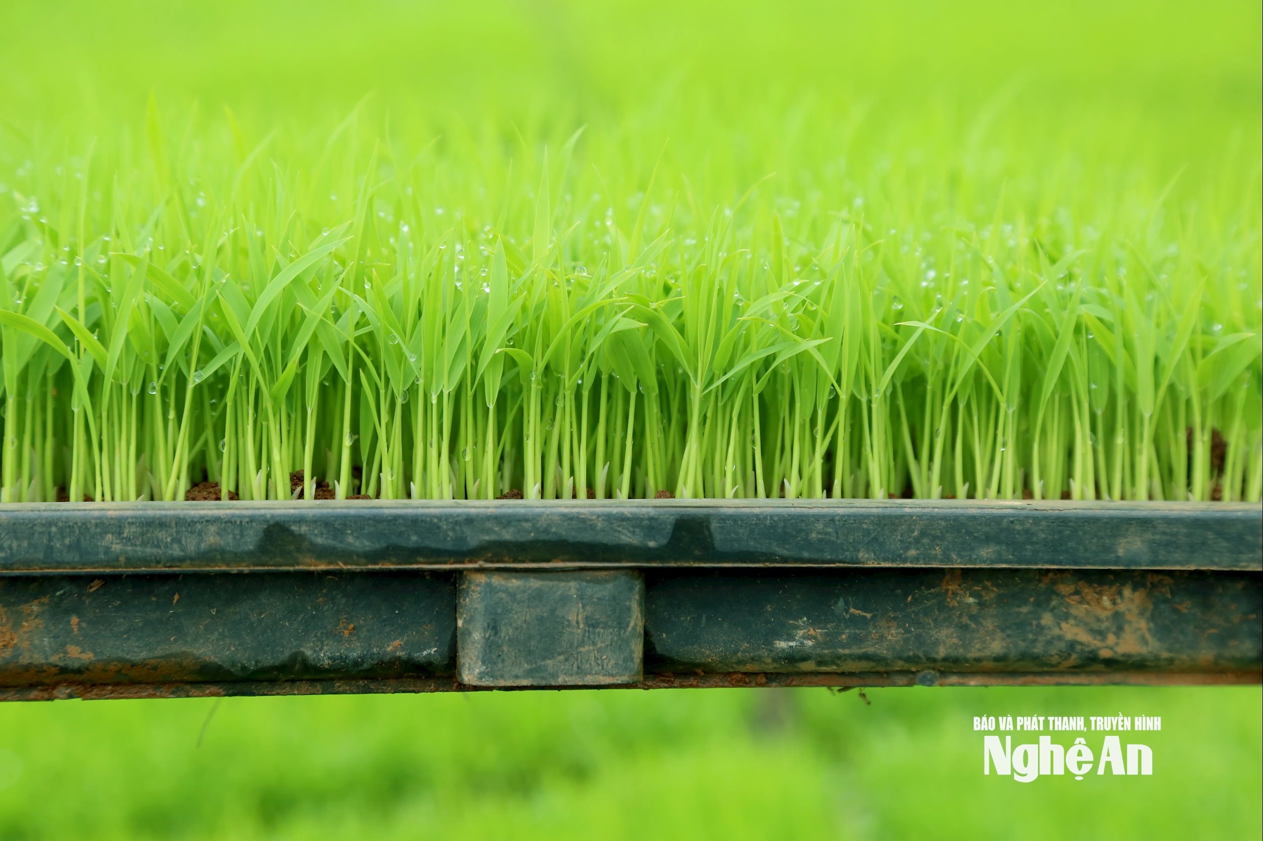 Hiện nay nhiều hộ dân đăng ký cấy máy, vừa giảm chi phí, đỡ vất vả, đặc biệt là cây mạ được đảm bảo, bụi lúa và hàng cách hàng đều hơn. Ảnh: Xuân Hoàng