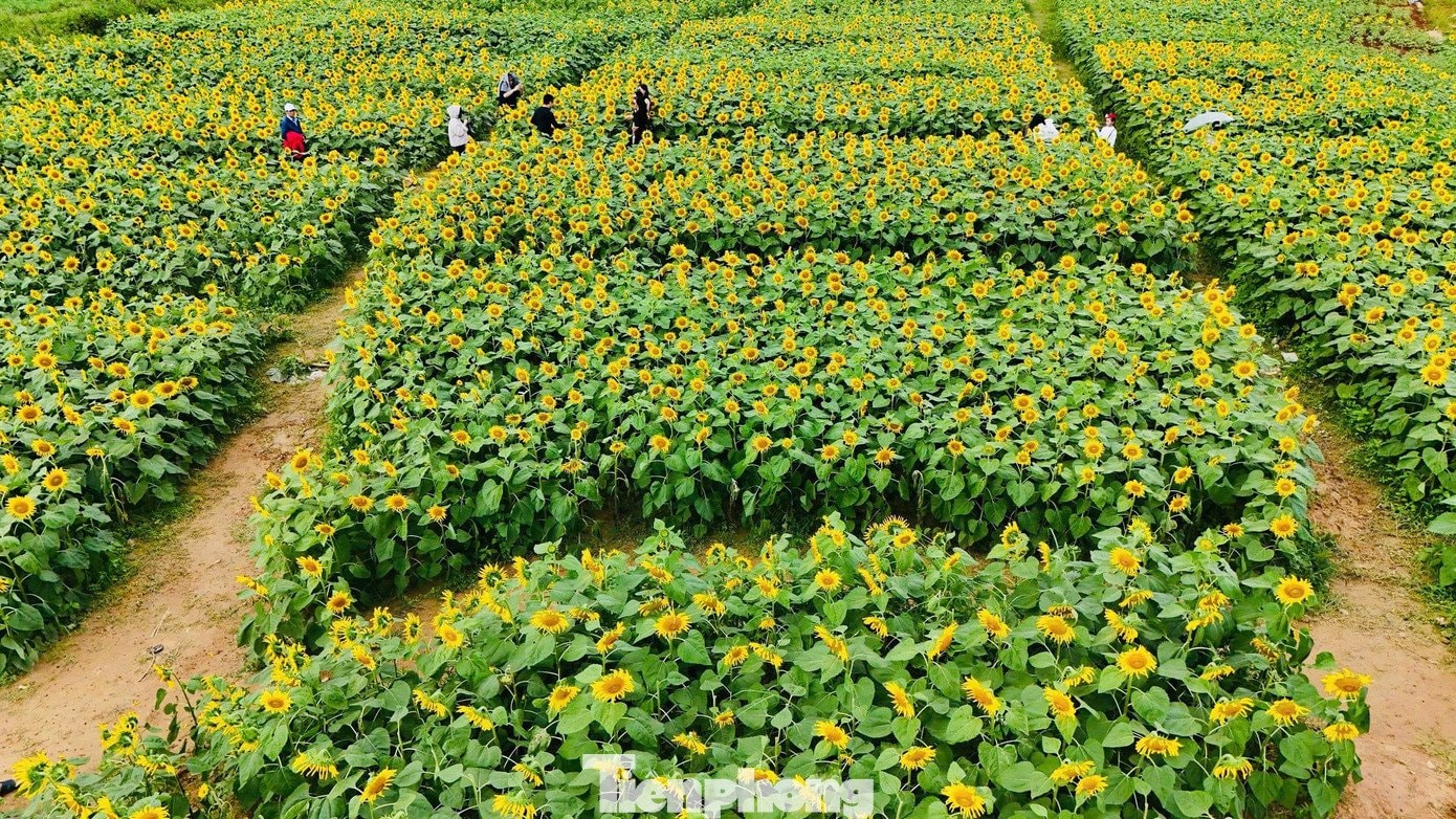 Hàng triệu bông hoa bung nở đồng loạt, nhuộm vàng cả một vùng không gian rộng lớn, tạo nên khung cảnh rực rỡ mà yên bình.