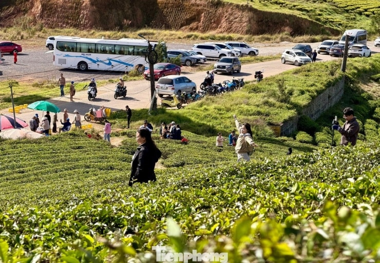 Toàn cảnh đồi chè Cầu Đất xanh mướt trong sương sớm