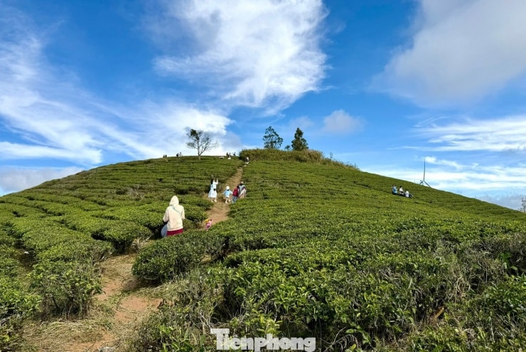 Những luống chè trải dài theo triền đồi dưới ánh nắng