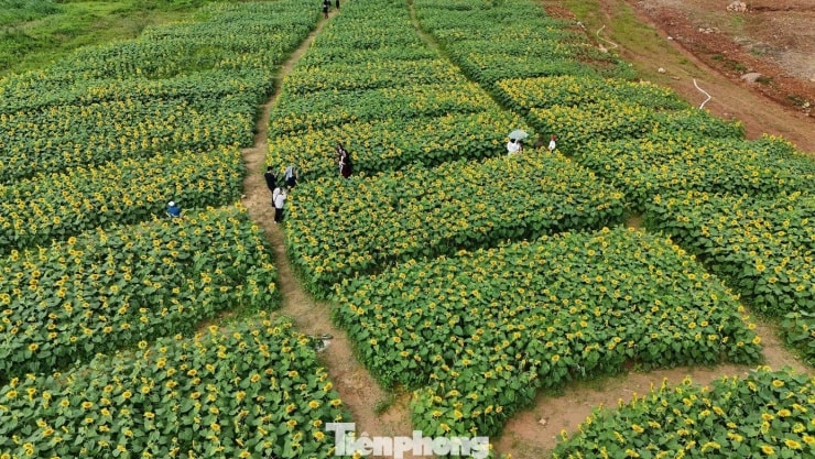 Cánh đồng hoa hướng dương tại xã An Phú tỉnh Quảng Ngãi bất ngờ trở thành điểm đến hút khách những ngày cuối năm.