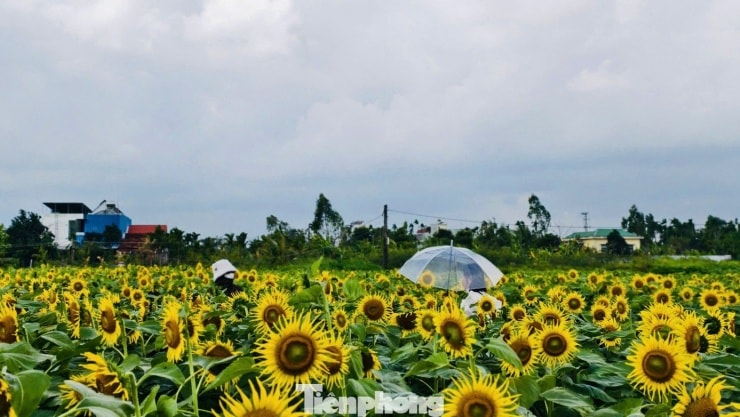 Cánh đồng hoa hướng dương mang đến một khoảng lặng bình yên cho miền quê Quảng Ngãi.