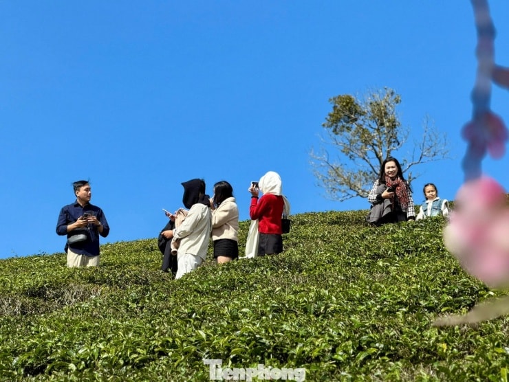 Đồi chè vào mùa xanh tốt nhất dịp đầu năm