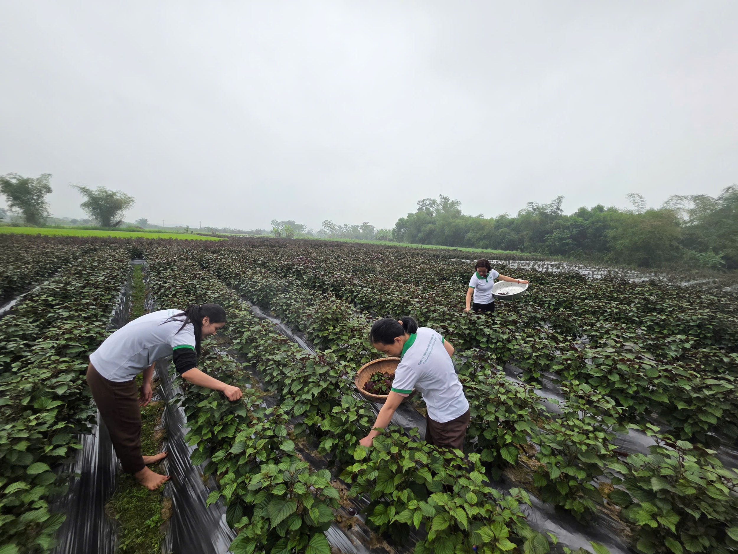Công ty XNK thảo dược Hằng Moon thuê đất của người dân địa phương mở rộng diện tích vùng nguyên liệu tía tô. Ảnh Hoài Thu