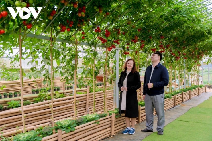 Cà chua chín đỏ, được người nông dân trồng với công nghệ cao là điểm thu hút khách du lịch