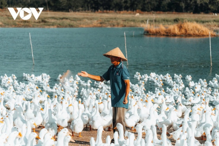 Ông Trần Thanh Hải chăm sóc đàn vịt trên cánh đồng