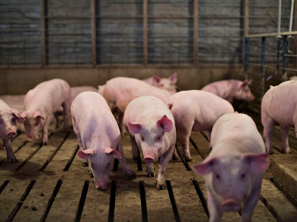 Giá heo hơi ngày 9/1 đồng loạt tăng mạnh, miền Bắc xác lập đỉnh mới 71.000 đồng/kg