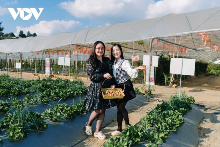 Những vườn cây trĩu quả luôn là điểm đến hấp dẫn với du khách.