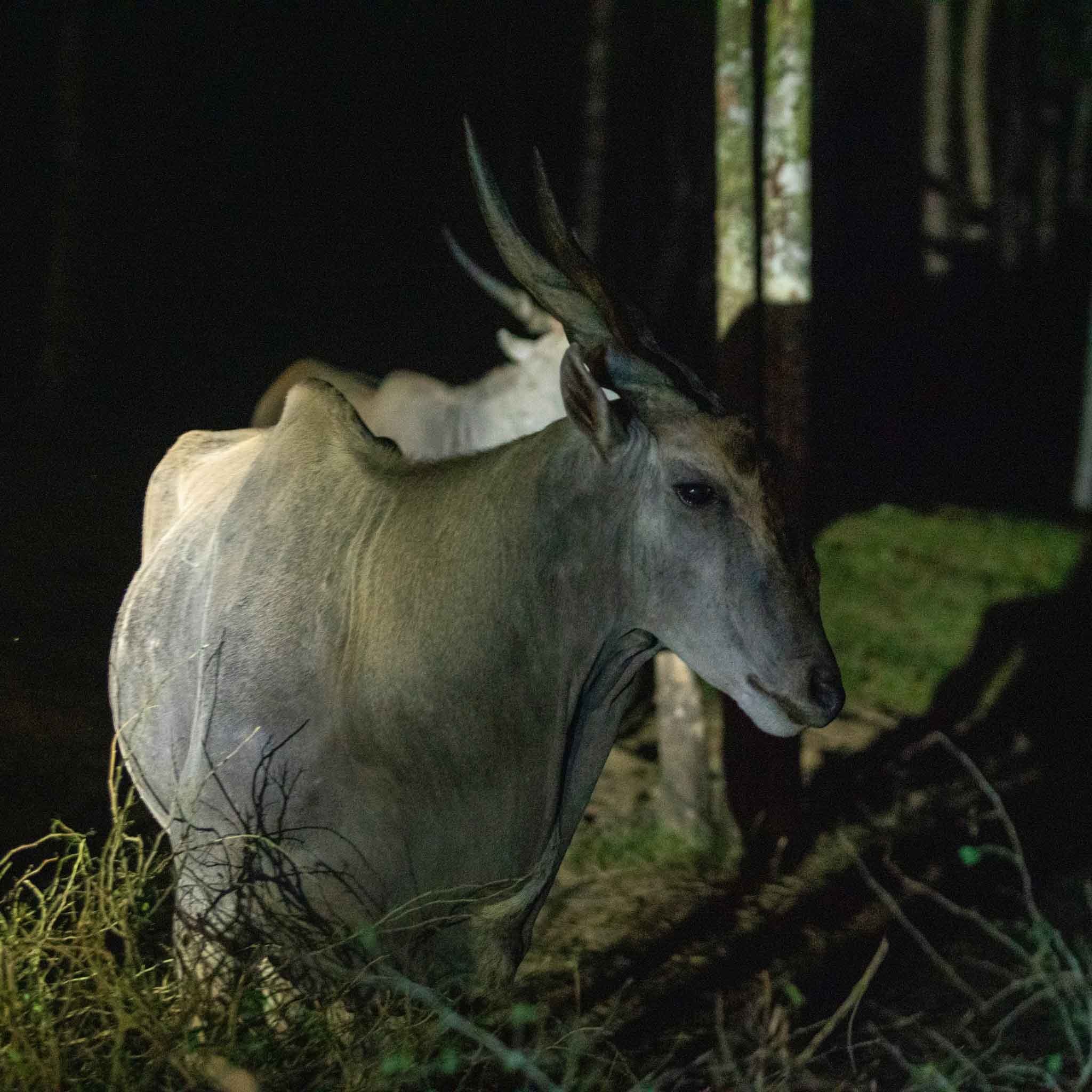 Không gian hoang dã tại Vinpearl Safari Phú Quốc