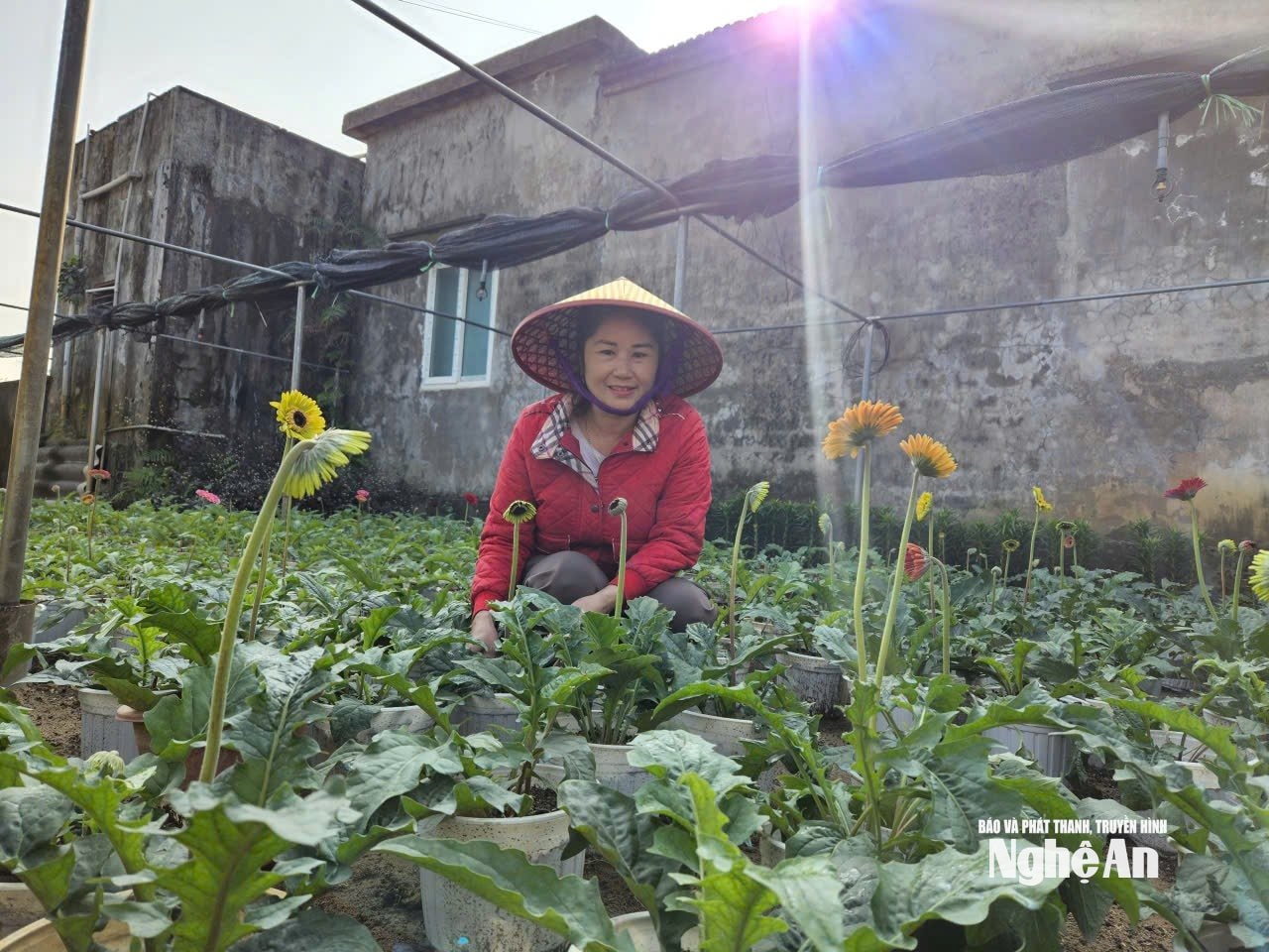 hoa đồng tiền