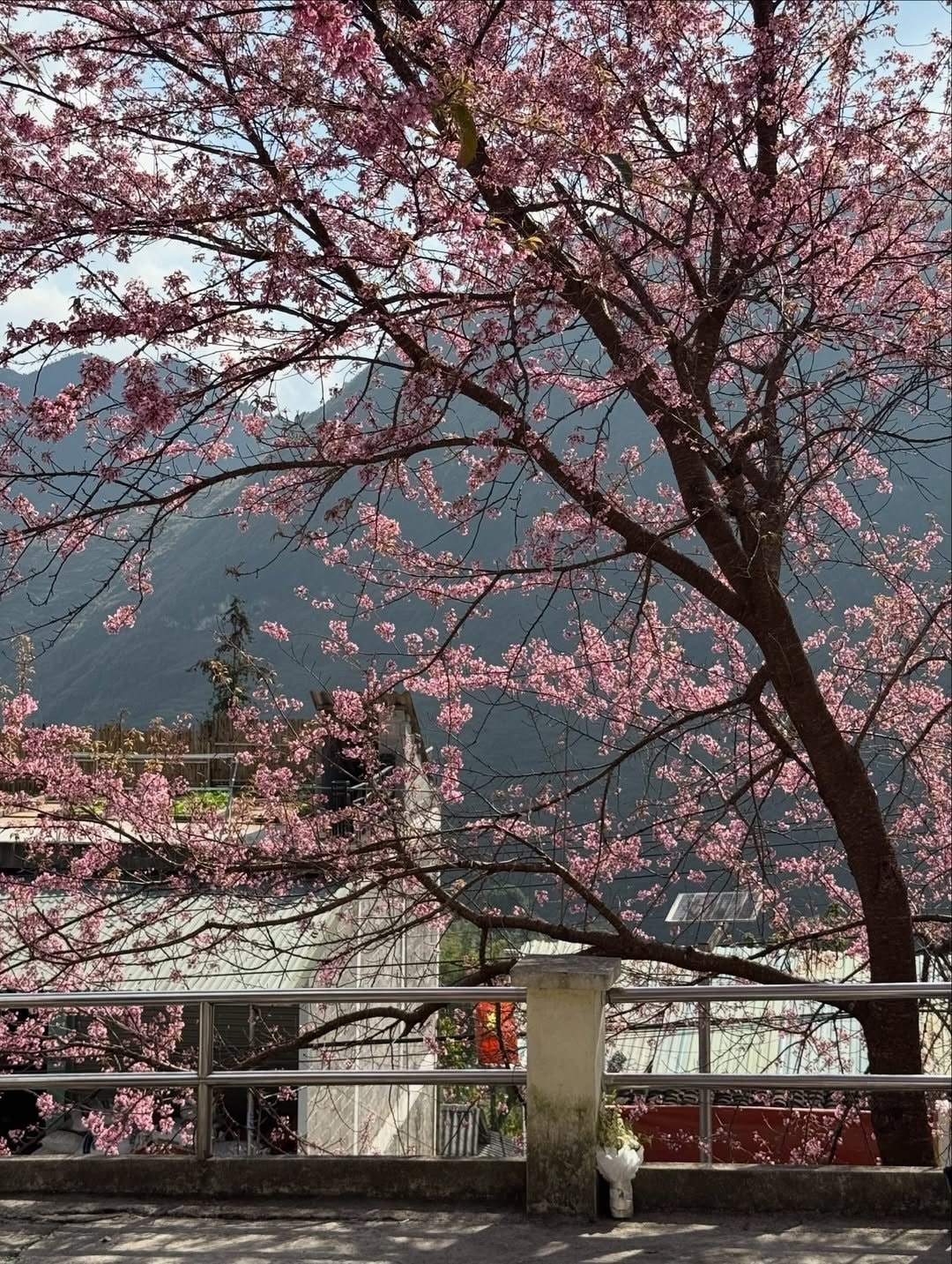 Cổng vào nhà cổ tại Lô Lô Chải