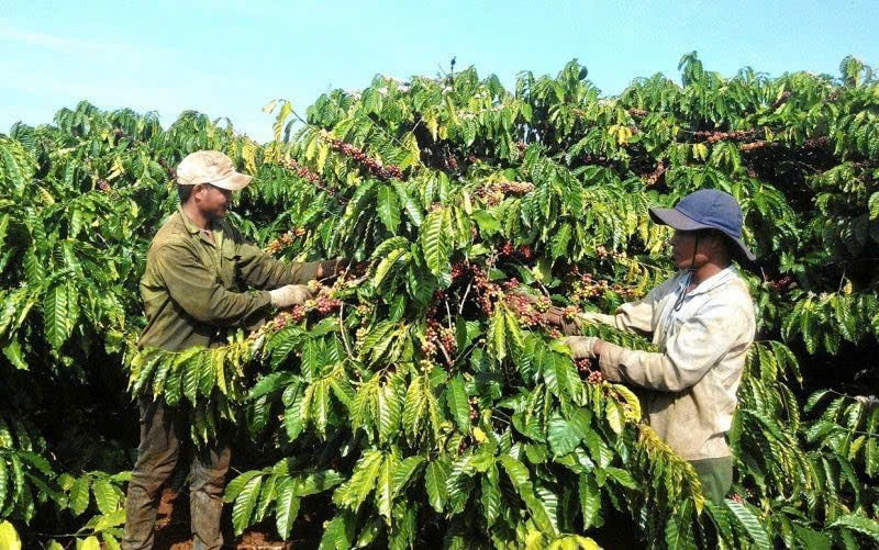Giá cà phê hôm nay 11/1 tại Tây Nguyên lùi về vùng 97.000 đồng/kg