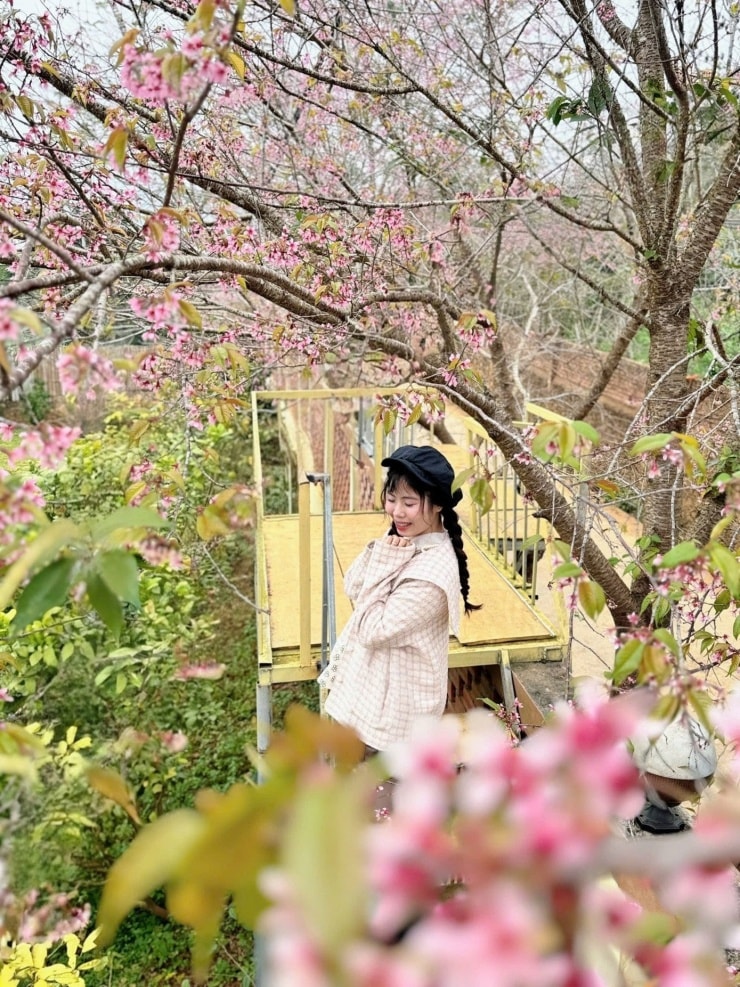 Vườn hoa đào nở sớm tại Mộc Châu