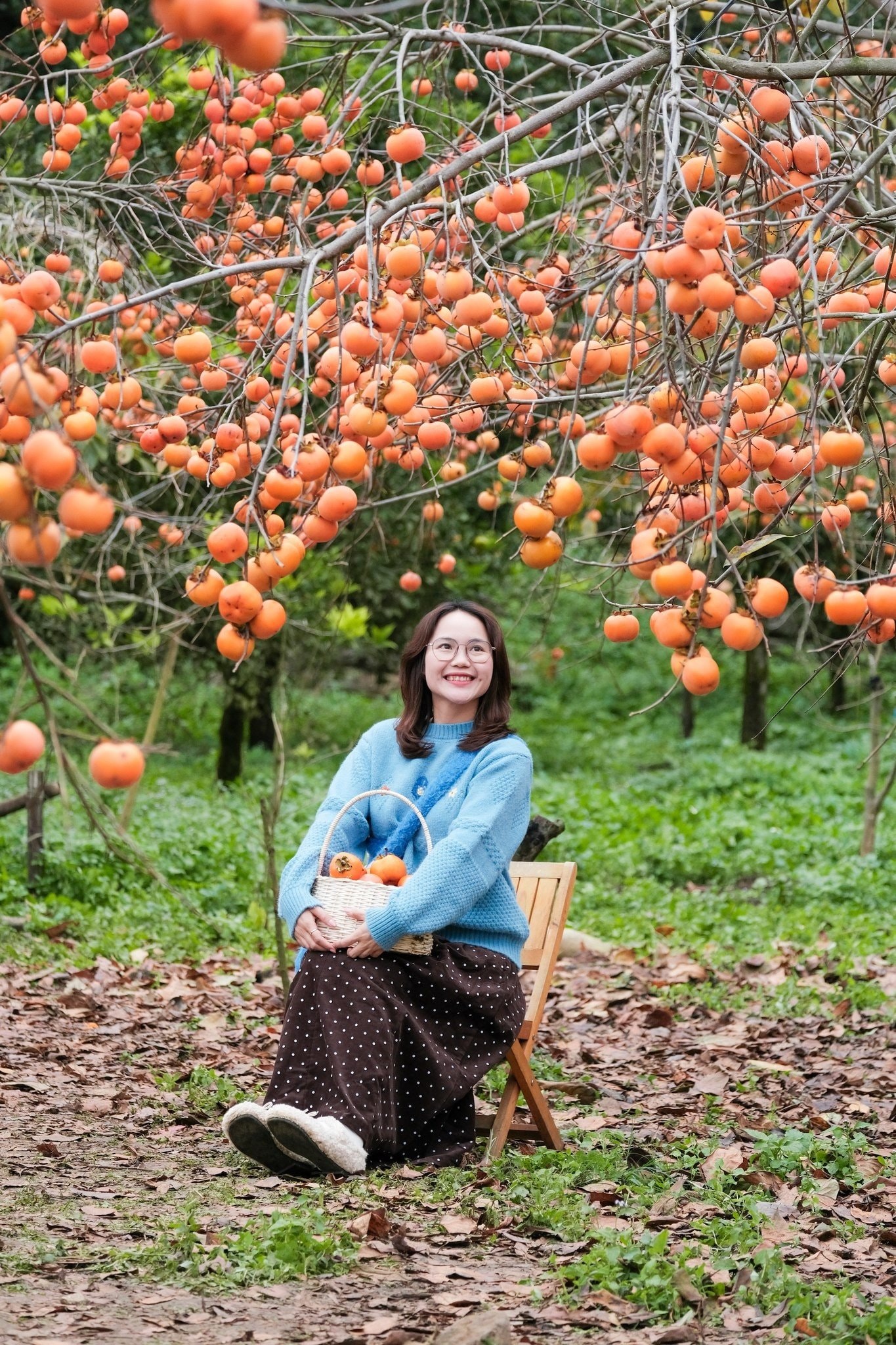 Hoa mận nở trắng tại vùng cao