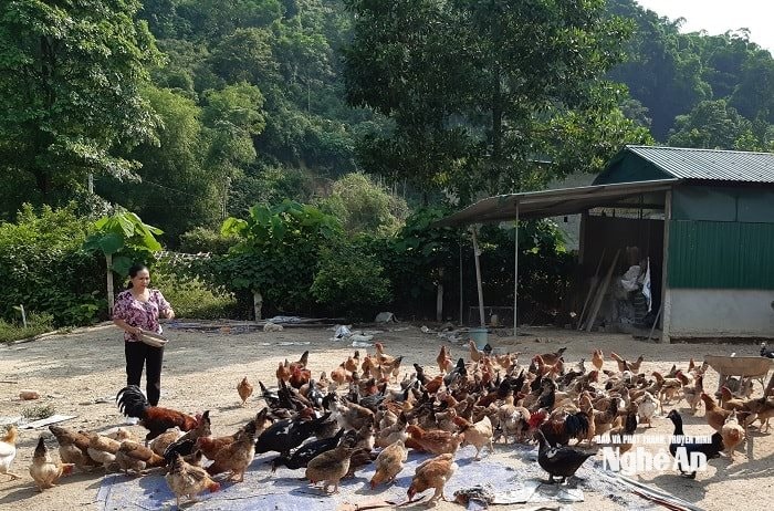 Mô hình trang trại của nữ bí thư chi bộ Lang Thị Hải Vân. Ảnh TT
