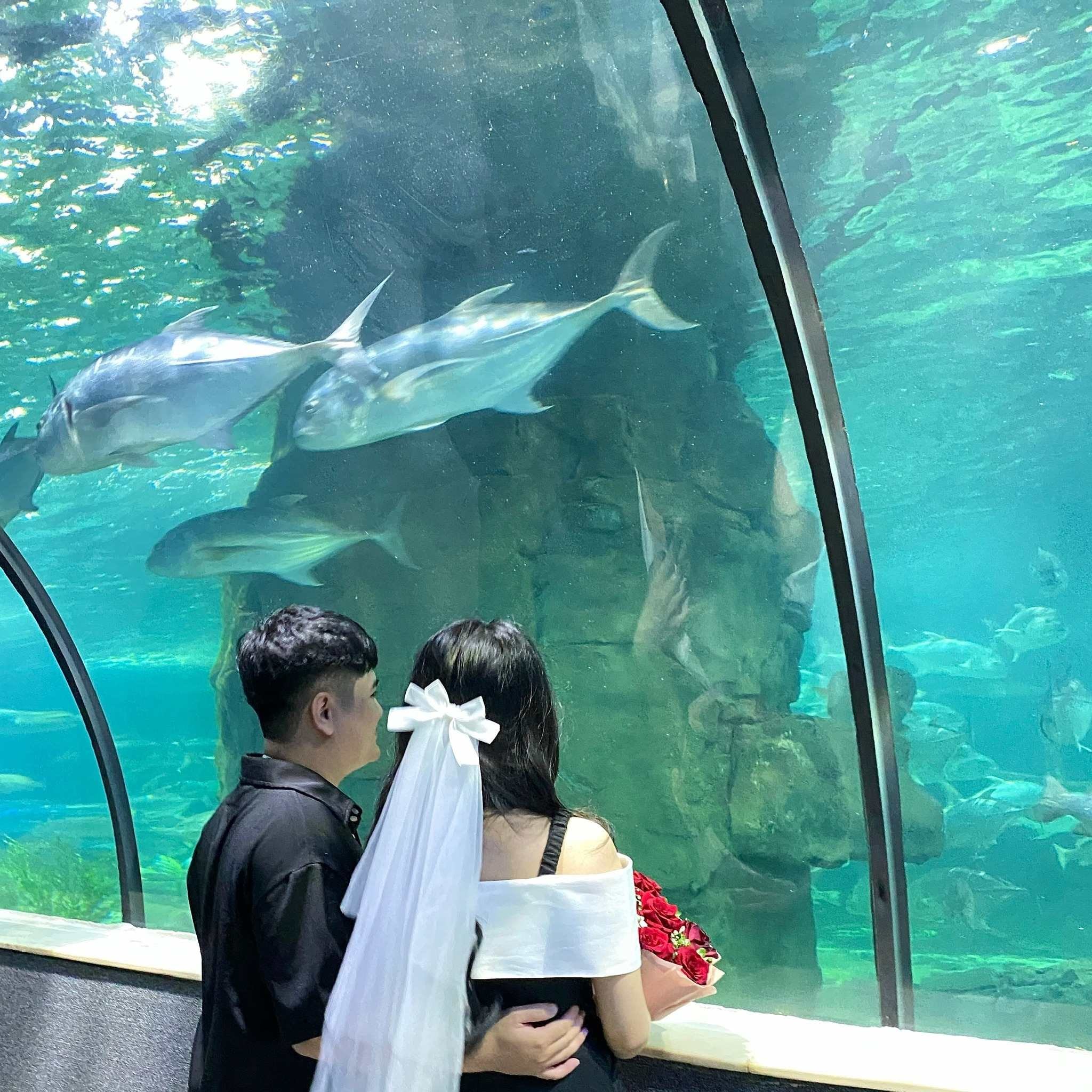 Khám phá đại dương tại Vinpearl Aquarium