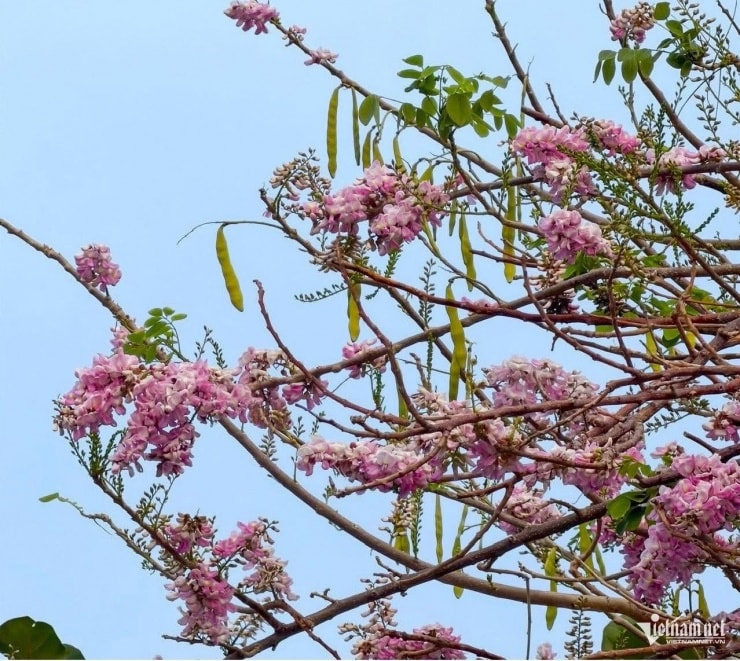 Toàn cảnh hoa đỗ mai nhìn từ trên cao