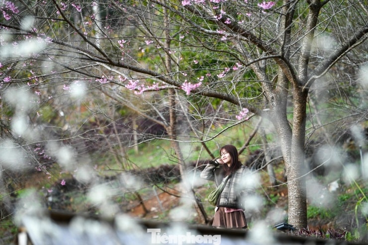 Nhiều du khách thích thú dừng chân chụp ảnh giữa những vườn hoa mận đang độ nở đẹp nhất.