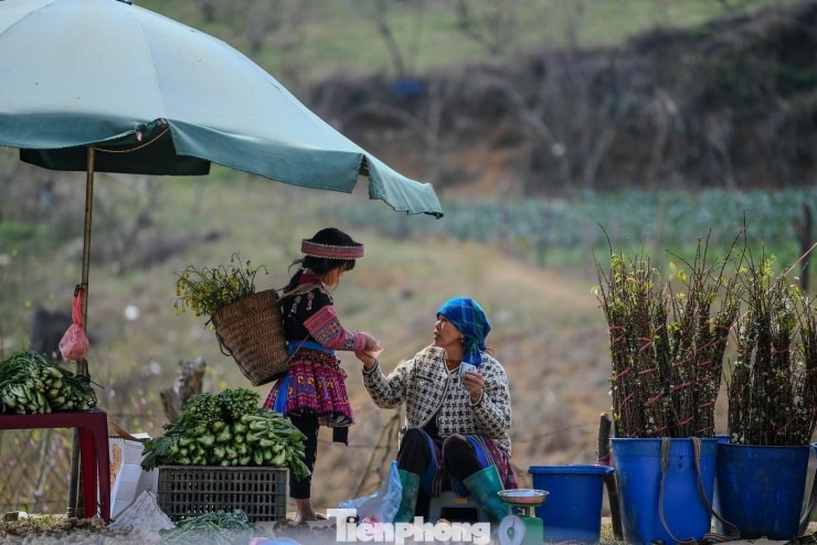 Thời tiết nắng ấm kết hợp với năm nhuận khiến hoa đào và mận phân hóa mầm hoa sớm hơn thường lệ.