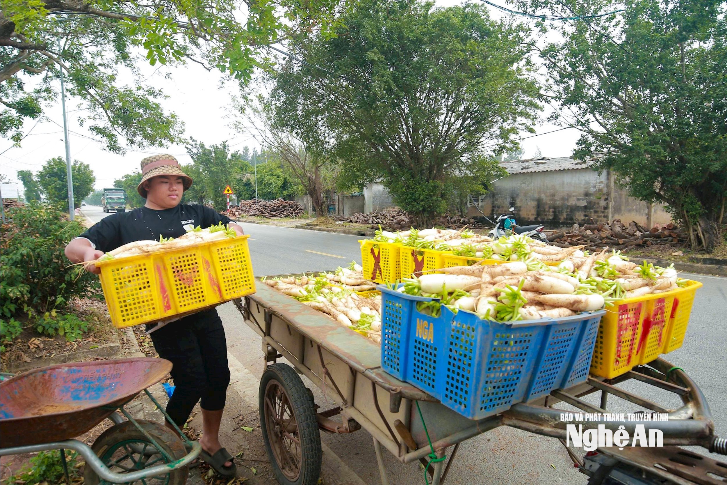 củ cải