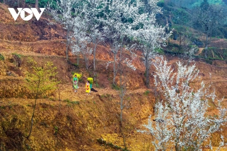 Trẻ em người Mông và Lô Lô trên dốc Thẩm Mã Hà Giang