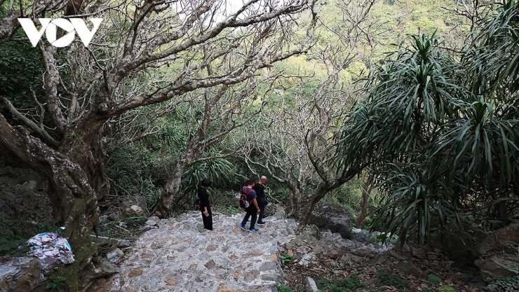 Con đường nhỏ men theo vách núi với những thảm lan rừng mọc tự nhiên.