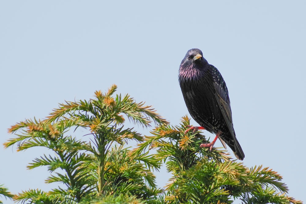 Bức ảnh chim vườn với hậu cảnh được xử lý mượt mà.