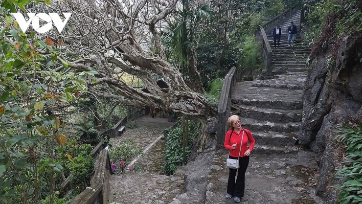 Những bậc thang đá dẫn lên động Tuyết Sơn dưới tán cây đại cổ thụ.