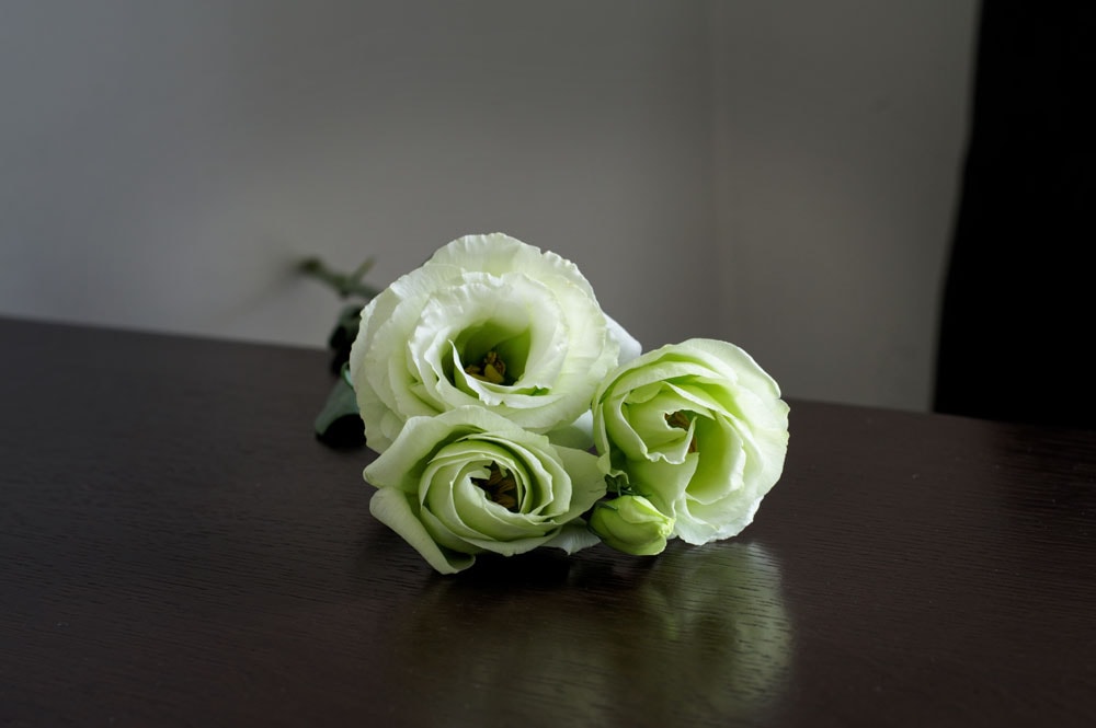 5 Top Tips For Perfecting Your Indoor Flower Photography Skills: Roses