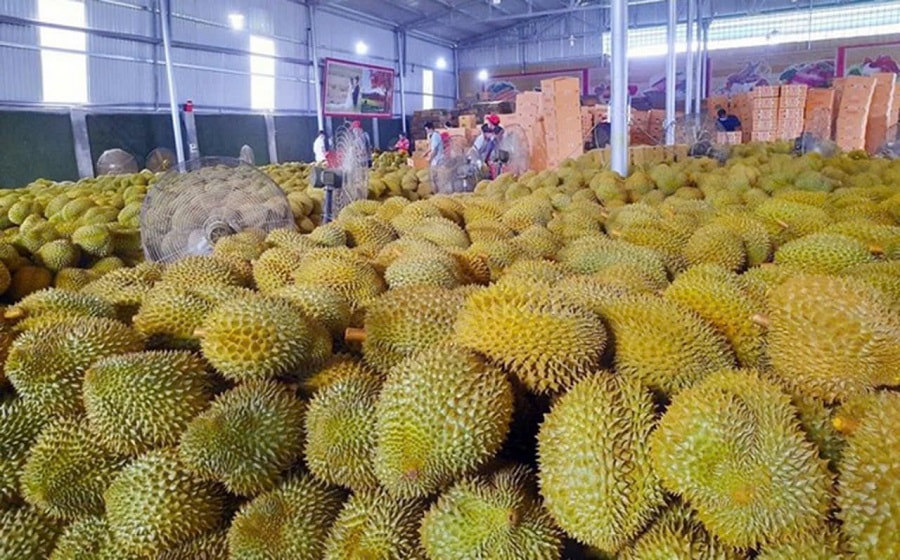 Giá sầu riêng hôm nay 15/1 ổn định, sầu riêng Thái loại A neo cao tại vùng Đồng bằng sông Cửu Long