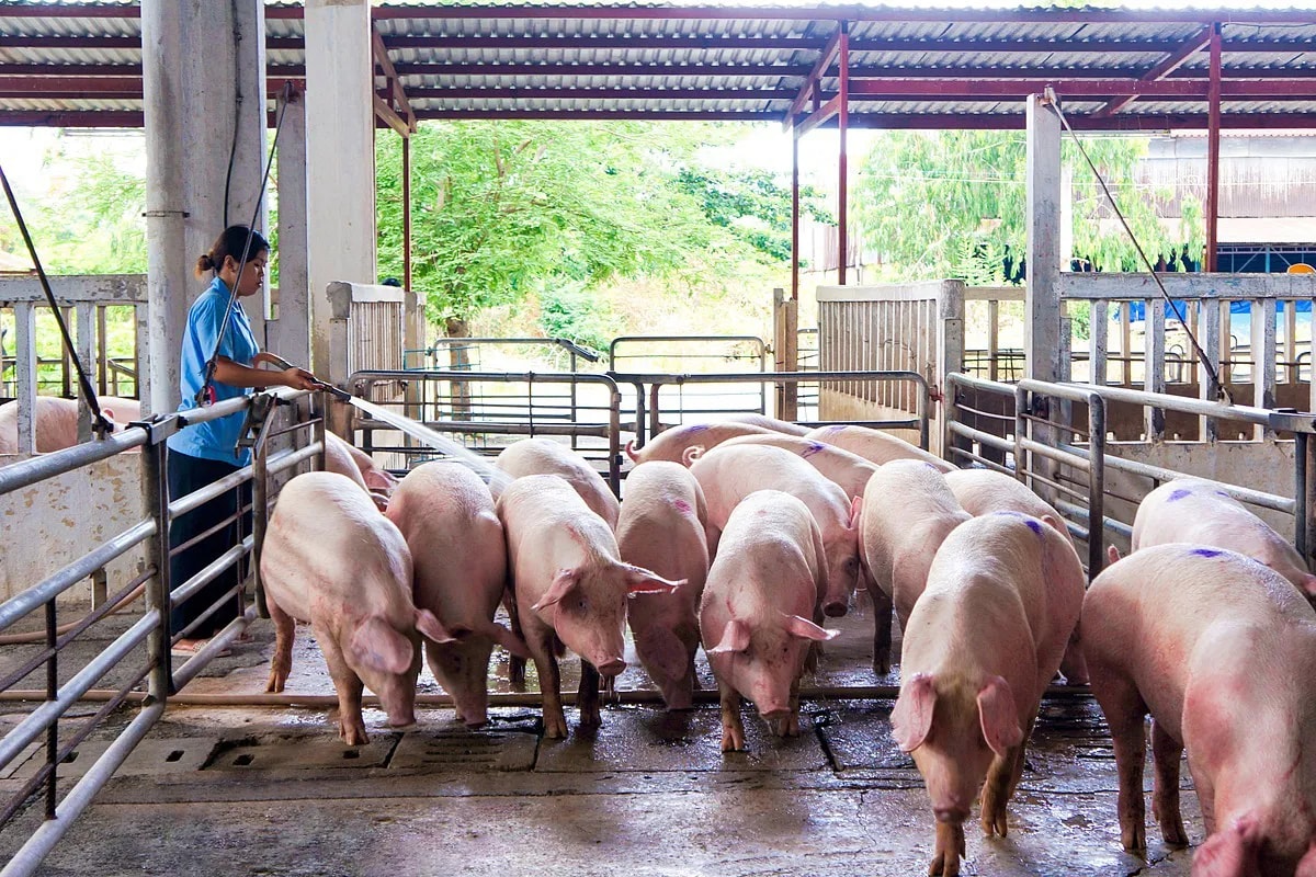 Giá heo hơi hôm nay 16/1 tiếp tục đà tăng nhẹ tại nhiều địa phương