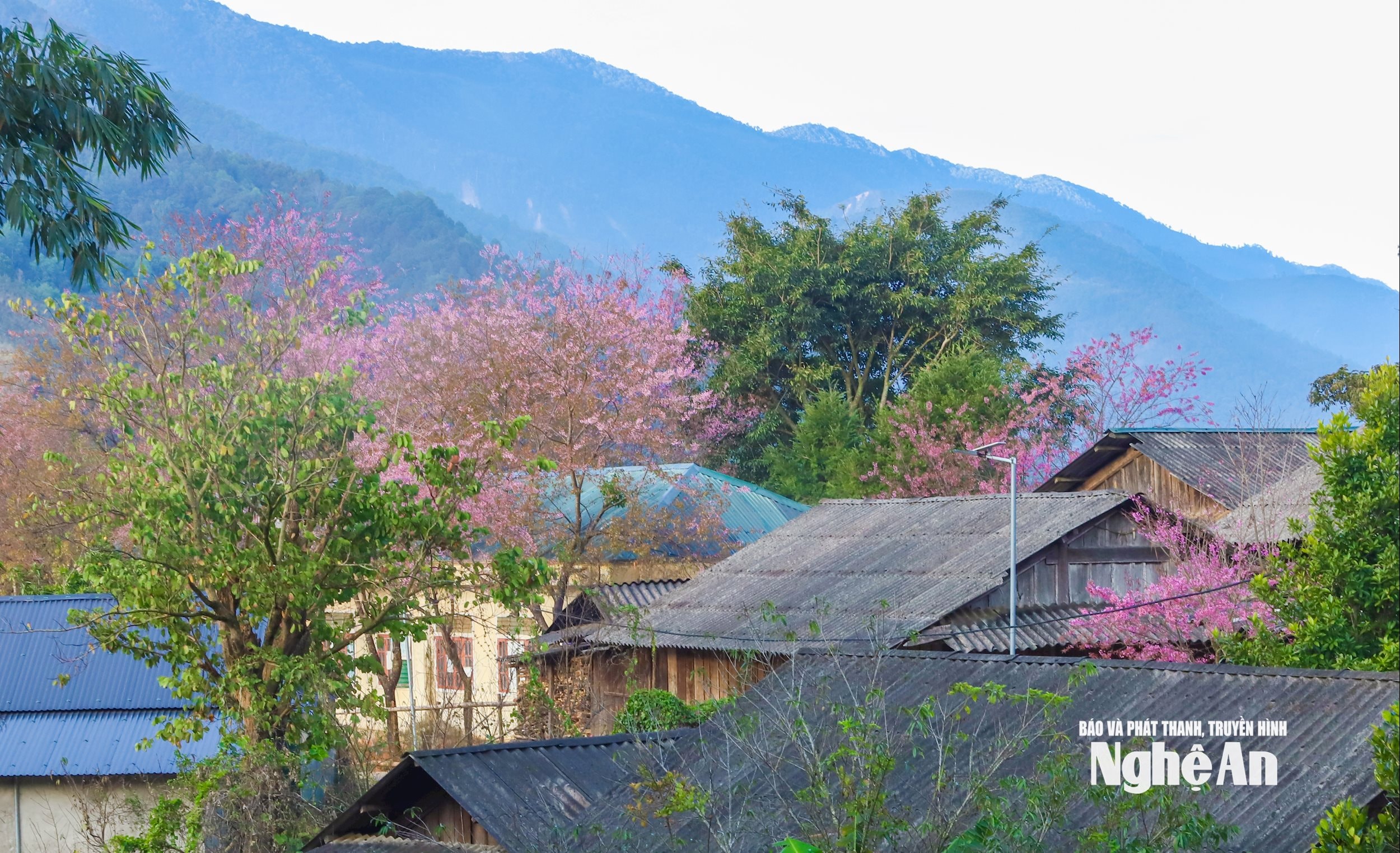 Sắc hồng hoa anh đào dịu dàng phủ lên những mái nhà đơn sơ của đồng bào Mông ở Mường Típ, làm bừng sáng không gian bản làng mỗi độ xuân về. Ảnh: Công Sáng