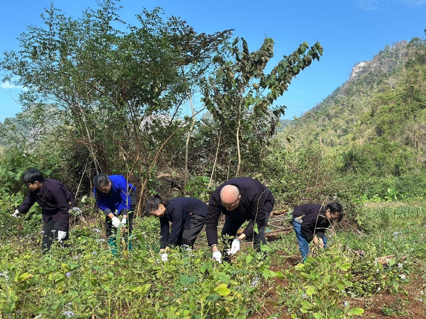 Trải nghiệm thu hoạch na và vận chuyển bằng ròng rọc tại sườn núi